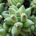 Pachyphytum compactum Seeds - Exotic Cold Hardy Succulent - Combined Shipping, NEW