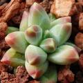 Pachyphytum compactum Seeds - Exotic Cold Hardy Succulent - Combined Shipping, NEW