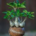 5 Pachypodium baronii Seeds - Madagascan Succulent Caudiciform - Combined Global Shipping