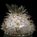 Pachypodium densiflorum Seeds - Rare Caudiciform Succulent - Bonsai - Combined Global Shipping