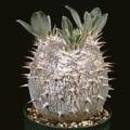 5 Pachypodium densiflorum Seeds - Rare Caudiciform Succulent - Bonsai - Combined Global Shipping