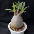 Pachypodium gracilius Seeds - Madagascan Succulent Tree - Combined Global Shipping