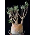 Pachypodium gracilius Seeds - Madagascan Succulent Tree - Combined Global Shipping