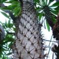Pachypodium lamerei Seeds - Madagascan Succulent Tree - Combined Global Shipping