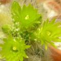 Parodia haselbergii ssp. graessneri - 5 Seed Pack - Verified Seller - Exotic Succulent Cactus