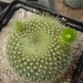 Parodia haselbergii ssp. graessneri - 5 Seed Pack - Verified Seller - Exotic Succulent Cactus