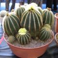 Parodia magnifica - 5 Seed Pack - Verified Seller - Exotic Succulent Cactus - Combined Shipping