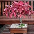 Parthenocissus quinquefolia Seeds - Bonsai Climber -Combined Global Shipping