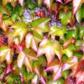 Parthenocissus tricuspidata var. veitchii Seeds - Bonsai Climber -Combined Shipping