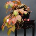 Parthenocissus tricuspidata var. veitchii - 5 Seed Pack - Exotic Climber -Combined Shipping