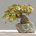Parthenocissus tricuspidata var. veitchii - 5 Seed Pack - Exotic Climber -Combined Shipping