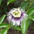 Passiflora edulis f. flavicarpa - Passion Flower Golden Granadilla - 5 Seed Pack - Edible Fruit