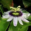 Passiflora edulis f. flavicarpa - Passion Flower Golden Granadilla - 5 Seed Pack - Edible Fruit