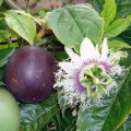 Passiflora edulis f. edulis - Passion Flower Purple Granadilla - 6 Seed Pack - Edible Fruit - New