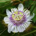 Passiflora foetida - 5 Seed Pack - Bush Passion Fruit - Edible Fruit - Exotic Perennial Vine