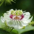 Passiflora foetida Seeds - Bush Passion Fruit - Edible Fruit - Exotic Perennial Vine