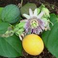 Passiflora ligularis - Passion Flower Sweet Granadilla - 5 Seed Pack - Edible Fruit