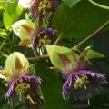 Passiflora maliformis - Wild Purple Passionfruit Granadilla - 5 Seed Pack - Edible Fruit