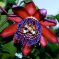 Passiflora quadrangularis - Giant Granadilla - 5 Seed Pack - Edible Fruit - Vine