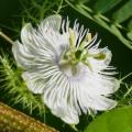 Passiflora subpeltata - 5 Seed Pack - Edible Fruit - Exotic Perennial Vine - Combined Shipping