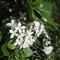Pavetta revoluta Seeds - Indigenous South African Flowering Shrub or small Tree