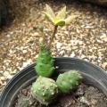 Piaranthus punctatus - 5 Seed Pack - Indigenous Succulent Stapeliad - Flat Ship Rate - NEW