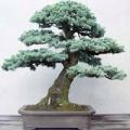 Picea pungens glauca - Colorado Blue Spruce Bonsai - 5 Seeds + FREE Gifts Seeds + Bonsai eBook