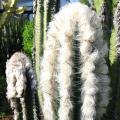 Pilosocereus leucocephalus - 5 Seed Pack- Exotic Succulent Cactus -Insured Shipping