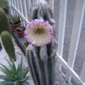 Pilosocereus leucocephalus Seeds - Exotic Succulent Cactus -Insured Shipping