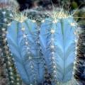 Pilosocereus magnificus Seeds - Exotic Succulent Cactus - Combined Insured Shipping