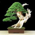 Pinus aristata - Bristlecone Pine Bonsai - 5 Seeds + FREE Gifts Seeds + Bonsai eBook, NEW