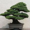 5 Chinese White Pine Bonsai Seeds + FREE Gifts Seeds + Bonsai eBook - Pinus armandii
