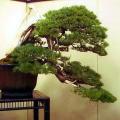 Pinus armandii - Chinese White Pine Bonsai Seeds + FREE Gifts Seeds + Bonsai eBook