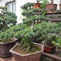5 Chinese White Pine Bonsai Seeds + FREE Gifts Seeds + Bonsai eBook - Pinus armandii