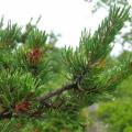 Pinus banksiana - 5 Seeds - Jack Pine Tree or Shrub - Combined Global Shipping