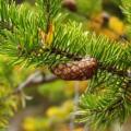 Pinus banksiana Seeds - Jack Pine Tree or Shrub - Combined Worldwide Shipping