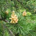 Pinus banksiana Seeds - Jack Pine Tree or Shrub - Combined Worldwide Shipping