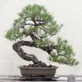 Pinus banksiana - Jack Pine Bonsai - 5 Seeds + FREE Gifts Seeds + Bonsai eBook