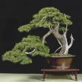 Pinus banksiana - Jack Pine Bonsai - 5 Seeds + FREE Gifts Seeds + Bonsai eBook