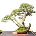Pinus mugo - Mugo Pine Bonsai Seeds + FREE Gifts Seeds + Bonsai eBook