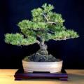 Pinus mugo - Mugo Pine Bonsai Seeds + FREE Gifts Seeds + Bonsai eBook