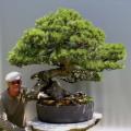 Pinus mugo - Mugo Pine Bonsai - 5 Seeds + FREE Gifts Seeds + Bonsai eBook