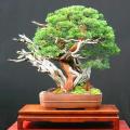 Pinus mugo var. pumilio - Dwarf Mugo Pine Bonsai Seeds + FREE Gifts Seeds + Bonsai eBook