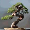 Pinus mugo var. pumilio - Dwarf Mugo Pine Bonsai Seeds + FREE Gifts Seeds + Bonsai eBook