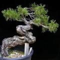 Pinus nigra - Austrian Pine Bonsai Seeds + FREE Gifts Seeds + Bonsai eBook - Combined Shipping