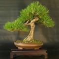 Pinus nigra - Austrian Pine Bonsai Seeds + FREE Gifts Seeds + Bonsai eBook - Combined Shipping