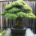 Pinus parviflora - White Pine Bonsai Seeds + FREE Gifts Seeds + Bonsai eBook
