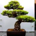 Pinus parviflora - White Pine Bonsai - 5 Seeds + FREE Gifts Seeds + Bonsai eBook