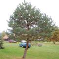 Pinus sylvestris - 5 Seeds - Scots Pine, Red Fir Tree or Shrub - Combined Shipping