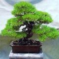 5 Pinus thunbergii - Black Pine Bonsai Seeds + FREE Gifts Seeds + Bonsai eBook - Combined Shipping